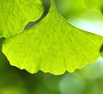 Ginkgo flavon glikozidok